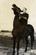 Images/19